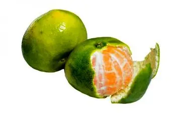 چرا تو شهریور ماه اصلا نباید نارنگی بخریم؟
