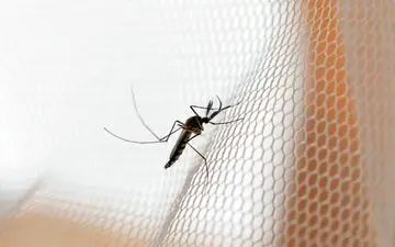 چند ماده غذایی که میتواند پشه‌ها فراری دهد