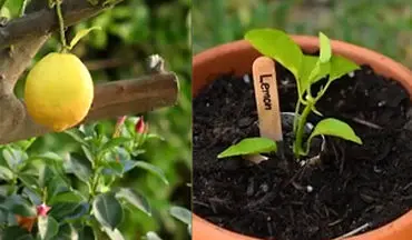 یک میوه را خیلی آسان به ده‌ها میوه تبدیل کنید! + فیلم 