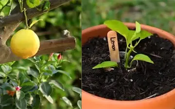 یک میوه را خیلی آسان به ده‌ها میوه تبدیل کنید! + فیلم 