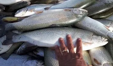 کرمانشاه؛ چهارمین تولیدکننده ماهی قزل‌آلا در کشور