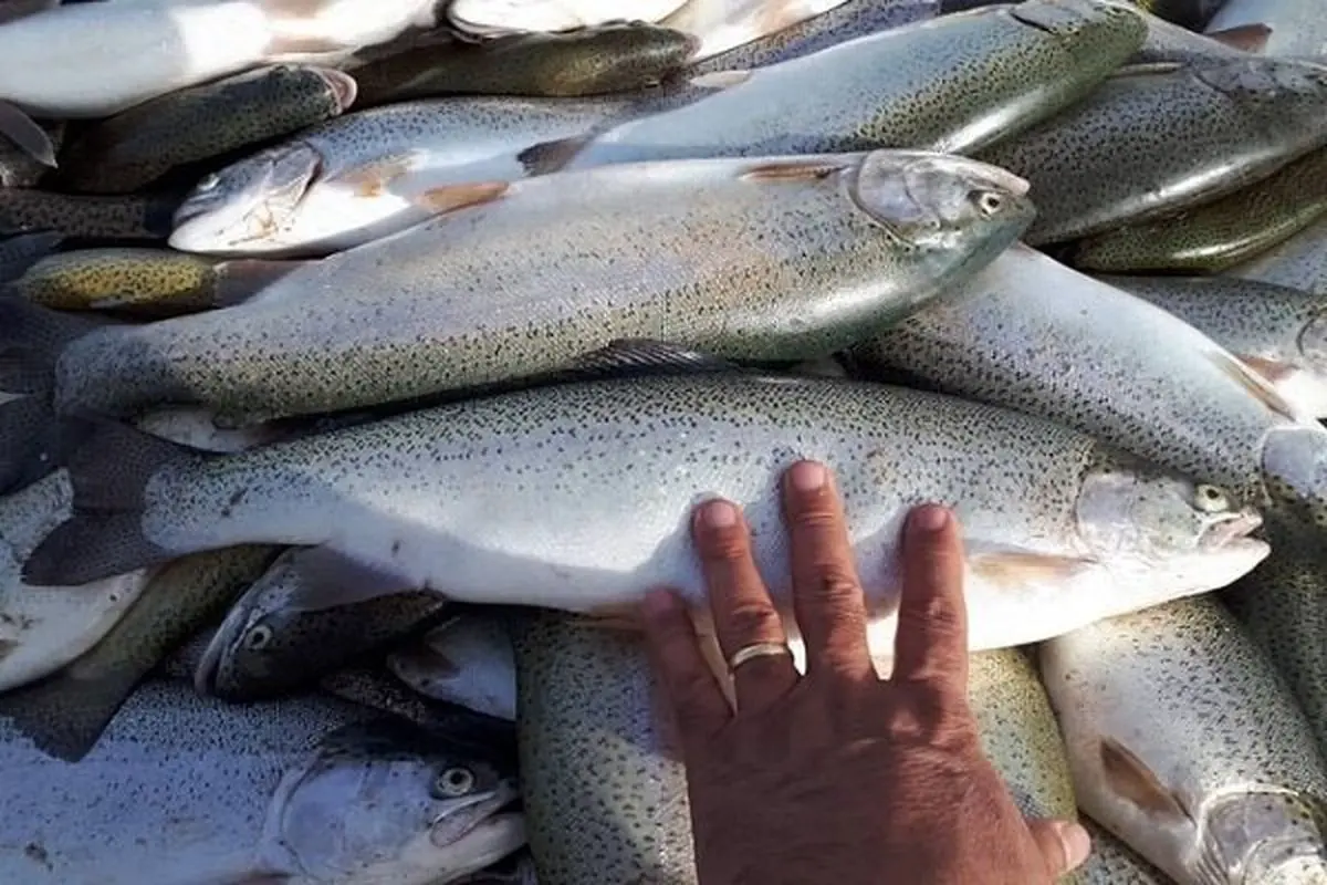 کرمانشاه؛ چهارمین تولیدکننده ماهی قزل‌آلا در کشور