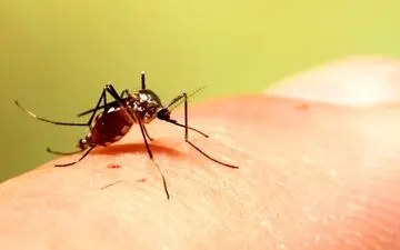 خطر ابتلا به تب دنگی در گروه های حساس بیشتر است