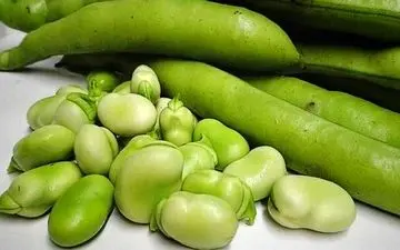 مصرف باقلا به چه افرادی توصیه نمی‌شود؟| باقلا مضر است یا مفید؟

