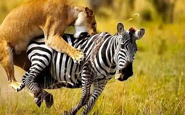 ویدیویی از لگد قدرتمند یک گورخر به شیر برای فرار 