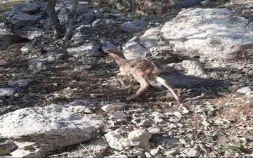 تولد اولین گوساله گوزن زرد ایرانی در ایلام