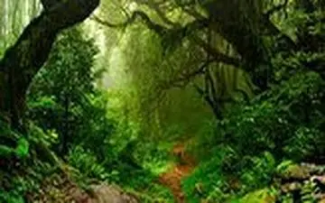 
فیلم/ جاندارانی که حتی لمس کردن آنها می‌تواند موجب مرگتان شود