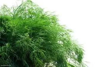 گیاهی که به پادشاه گیاهان معروف دارویی است 