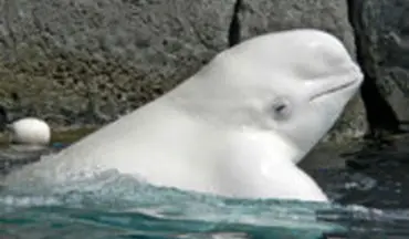  توپ بازی با نهنگ سفید وسط دریا 