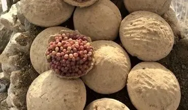 دفن انگور به شیوه افغانی + عکس