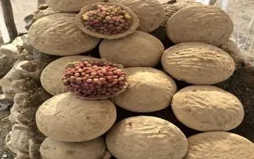 دفن انگور به شیوه افغانی + عکس