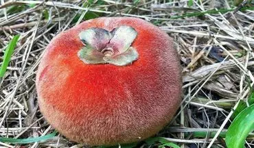  عکس: سیب مخملی با طعمی عجیب!