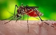 تب دنگی ‌در این منطقه کشور به مرحله خطرناکی رسید