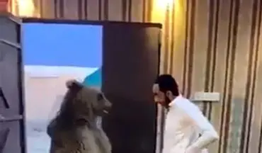 زورآزمایی شهروند عراقی با خرس غول‌پیکر! +فیلم 