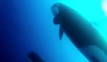 کشف یک گونه نادر نهنگ در شیلی