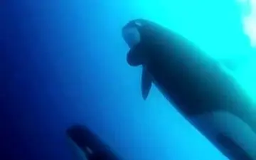 کشف یک گونه نادر نهنگ در شیلی