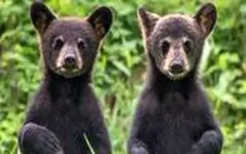 بازی کردن جالب دو توله خرس در وسط جاده 