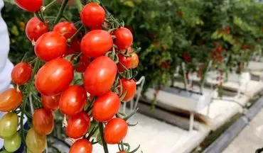 افزایش ۲۷ درصدی تولید گوجه فرنگی در گلخانه‌های کرمانشاه     