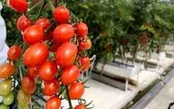 افزایش ۲۷ درصدی تولید گوجه فرنگی در گلخانه‌های کرمانشاه     