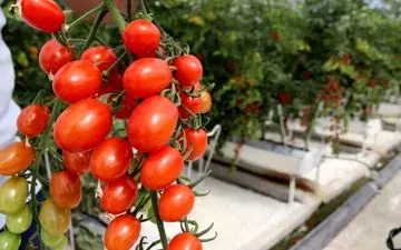افزایش ۲۷ درصدی تولید گوجه فرنگی در گلخانه‌های کرمانشاه     