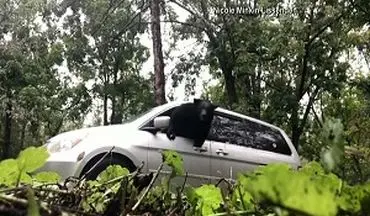 خروج دیدنی خرس از خودرو با شیوه دیدنی