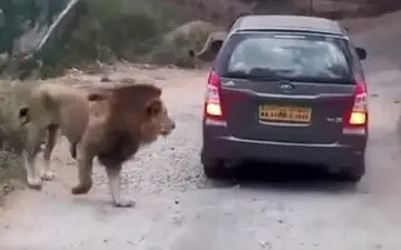 حمله شیر وحشی به خودروی توریست‌ها + فیلم