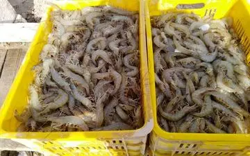 ارزش صادرات میگوی پرورشی استان بوشهر به ۷۰ میلیون دلار رسید
