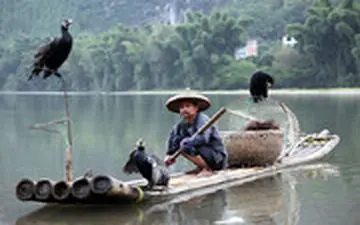 ویدئویی حیرت انگیز برده کشی چینی‌ها از مرغان ماهی‌گیر!