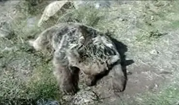 مرگ یک قلاده خرس در شهرستان مشگین شهر با اسلحه شکاری