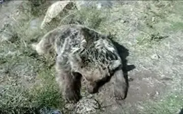 مرگ یک قلاده خرس در شهرستان مشگین شهر با اسلحه شکاری