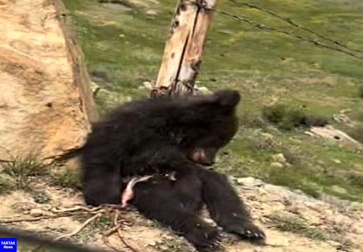 تلف شدن دو خرس قهوه‌ای بر اثر تصادف و شکار 