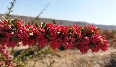 این میوه ترش و کوچک، معجزه‌ای برای قلب، کبد و قند خون است!