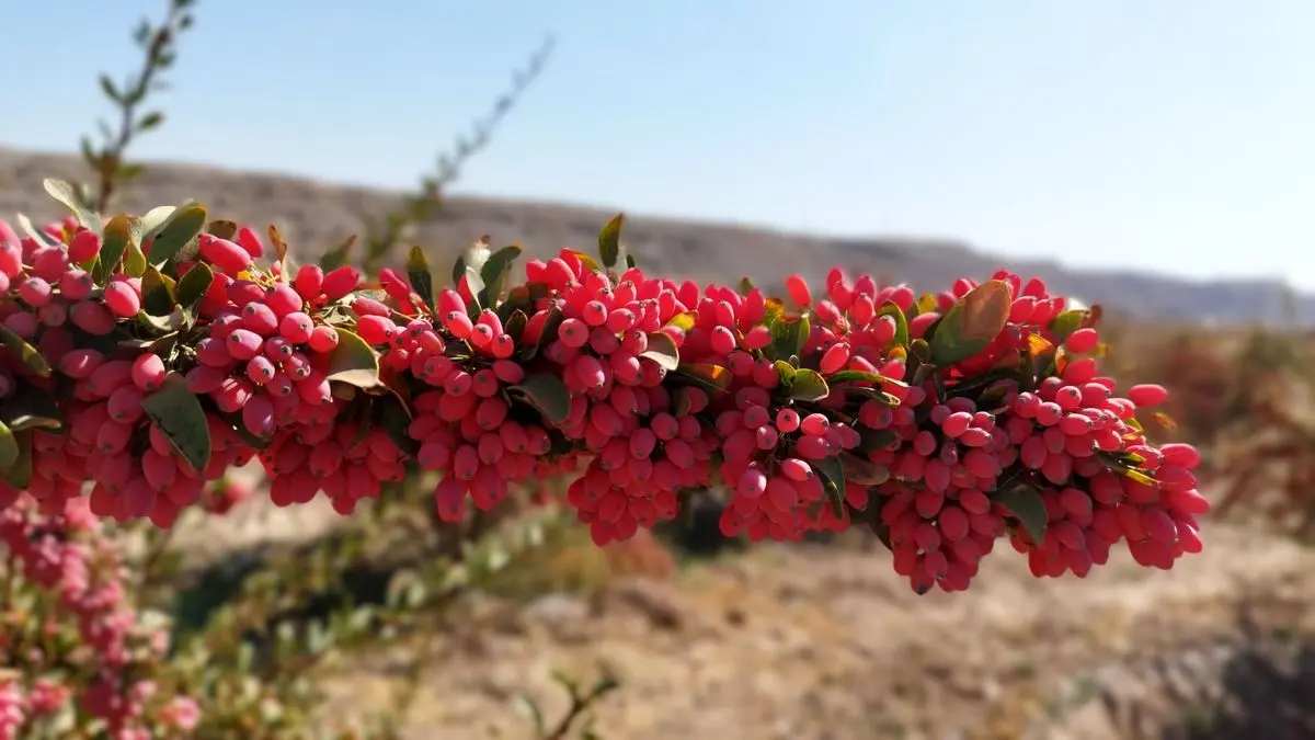 این میوه ترش و کوچک، معجزهای برای قلب، کبد و قند خون است!