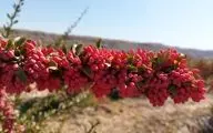 این میوه ترش و کوچک، معجزه‌ای برای قلب، کبد و قند خون است!