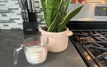 آب برنج رو دور نریز!! | فواید آب برنج برای گیاهان و نحوه استفاده از آن