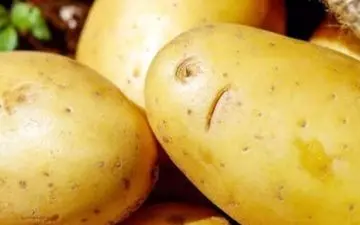 این سیب‌زمینی‌ها را مصرف نکنید

