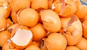 آیا می دانید پوسته تخم مرغ چه میزان کلسیم دارد؟