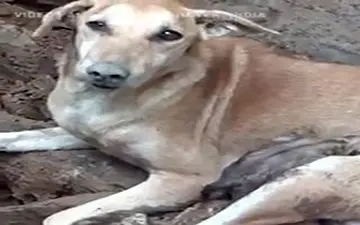 دلشوره یک سگ برای نجات توله‌هایش از زیر آوار