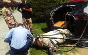 اعتراض اسب‌ها به شرایط سخت کار در میدان نقش جهان!