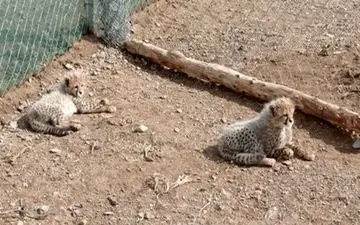  تصاویر جدید از «آذر» و «توران» در زادگاهشان 