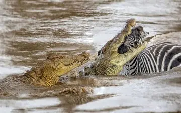 (ویدئو) مبارزه نفس‌گیر گورخر با چند تمساح در آب: نتیجه شوکه‌کننده!