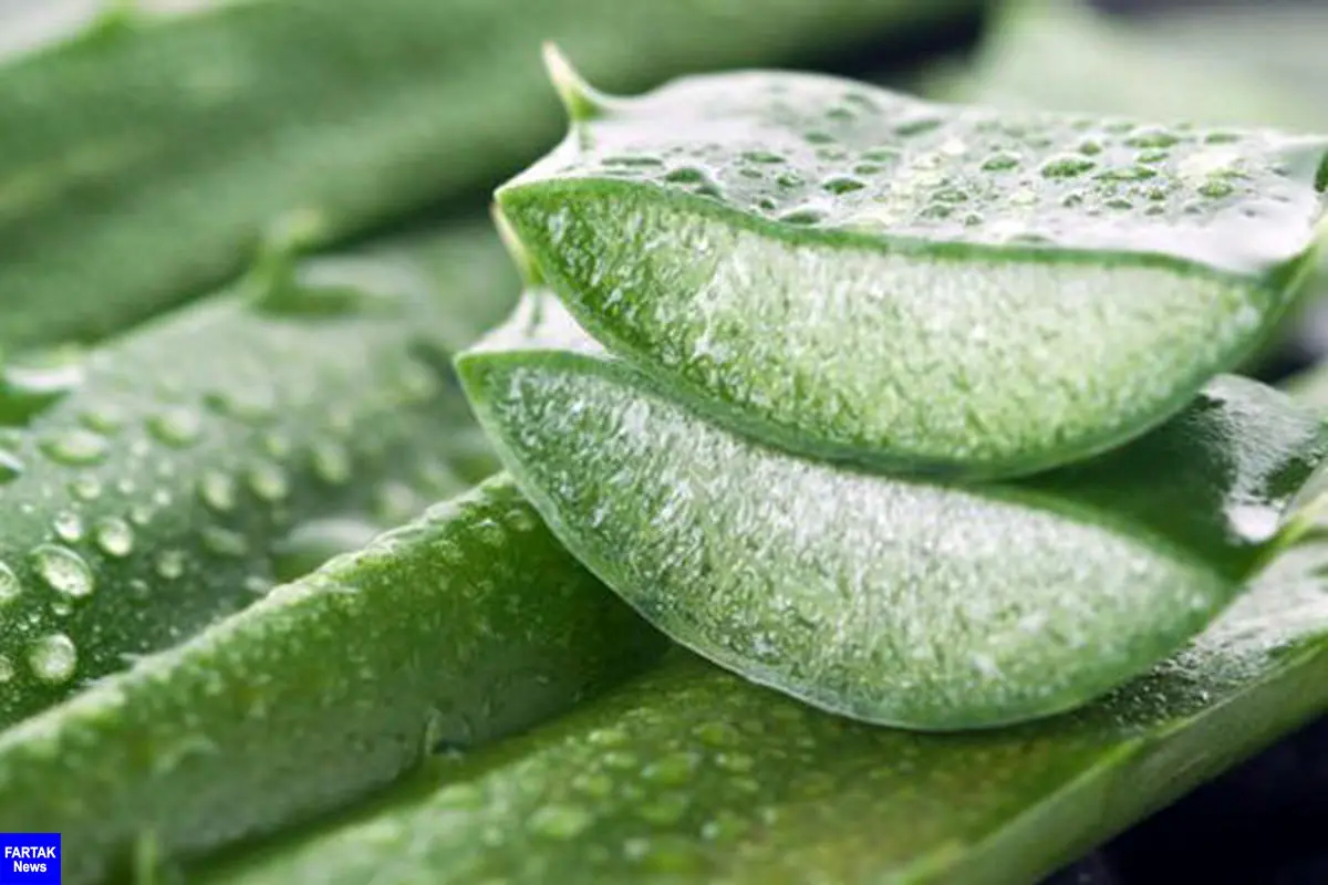 آلوئه‌ورا،گیاهی مفید برای بیماران دیالیزی