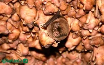 دو غار وحشتناک با میلیون‌ها خفاش؛ یکی در ایران، یکی در مالزی!