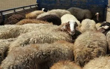 کشف 91 راس دام قاچاق در "سنقروکلیایی" 