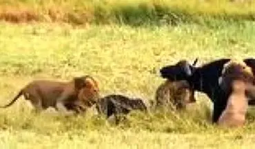 حمله بی‌رحمانه سه شیر نر به یک بوفالو پس از زایمان