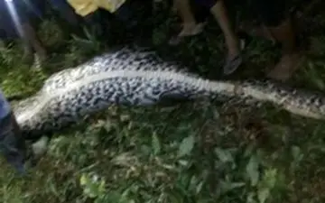 
مار اکبر را خورد