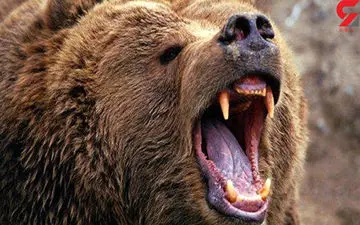 امدادرسانی برای نجات جان یک فرد مصدوم شده از حمله خرس در ارتفاعات قلارنگ ایلام همچنان ادامه دارد