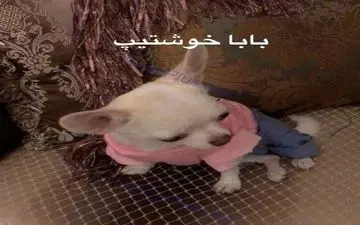 تصاویر دروازه بان سابق استقلال و سگش جنجالی شد