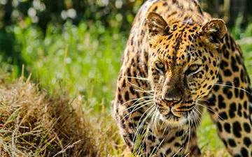 فیلم/ حرکت آکروباتیک پلنگ برای شکار آهو