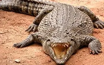 لحظه شکار پلنگ توسط کروکودیل حین آب خوردن 